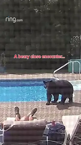 Would you have remained this calm? #ringcam #bear 