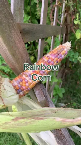 Glass Gem Corn - the most gorgeous corn in the world 😍