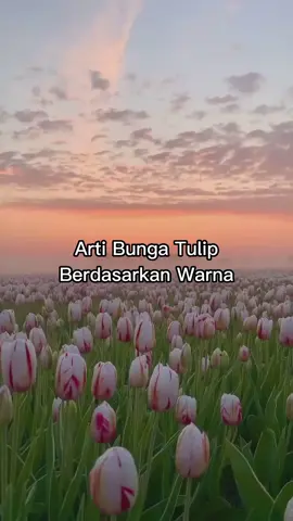 Choose your fav tulip 🌷 #seventeen #seventeen17_official #sebong #circles #circlesseventeen #scoupseventeen #jeonghanseventeen #joshuaseventeen #junseventeen #hoshiseventeen #wonwooseventeen #wooziseventeen #dokyeomseventeen #minggyuseventeen #the8seventeen #seungkwanseventeen #vernonseventeen #dinoseventeen #carat #caratland #kpop #kpopedit #kpopfyp #kpopsongs #tiktokimpact #threads #fypシ 