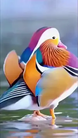 Uyên ương có bạn có đôi. Là loài chim đẹp, thông minh và chung thủy