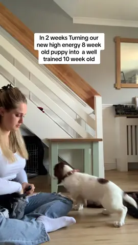 #trainingapuppy #puppy #spanielsoftiktok #spanielpuppy #puppylove #pupdate #ourpuppy #foryoupage #foryoutowatch #dog #spaniel #springerspaniel #springer 