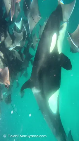 🐼圧巻！シャチの捕食シーン！ シャチのモブラ捕食シーンはかなり貴重な映像なので、海外の自然ドキュメンタリーなどからも依頼があって、色々と映像を貸出しました。詳細は近いうちにお知らせできるかと👍 これから夏に向かって、より透明度が上がって、さらにエイたちも大集結していきます。 運が良いとシャチの捕食シーン、マッコウクジラ、ツチクジラ、アカボウクジラ、コマッコウなどのレアクジラや、アシカ、ジンベイザメ、マンボウ、カジキ、ニタリザメ、各種サメ、などなど、その他の豊富な希少海洋生物に出会える可能性も🐳 リクエストに応じて下記日程辺りで開催しますので、参加にご興味のある方はどうぞ！↓ ２０２３年６月１２日（月曜）〜１６日（金曜） ２０２３年６月１９日（月曜）〜２３日（金曜） ２０２３年６月２６日（月曜）〜３０日（金曜） ２０２３年７月　３日（月曜）〜　７日（金曜） ２０２３年７月１０日（月曜）〜１４日（金曜） ２０２３年７月１７日（月曜）〜２１日（金曜） ２０２３年７月２４日（月曜）〜２８日（金曜） ２０２３年７月３１日（月曜）〜　４日（金曜） ２０２３年８月　７日（月曜）〜１１日（金曜） ２０２３年８月１４日（月曜）〜１８日（金曜） （以降＆来年もリクエストに応じて開催します。お問い合わせ下さい） （※これからシャチ＆エイ超大群＆各種レアクジラ＆レア生物クエスト／メキシコ、縦になって寝ている＆親子＆巨大なオスのマッコウ・クエスト／モーリシャス 、夏はザトウ＆マッコウ／モーリシャス 、秋はシロナガス＆マッコウ＆ジュゴン／東ティモール、来冬〜春はシャチ＆コク＆シロナガス＆マッコウ＆ザトウ／メキシコ〜スリランカ、参加にご興味のある方はどうぞ！🐋↓） 「🐼圧巻！シャチの捕食シーン！」 https://taichi-maruyama.com/blog/orca62223/ （©︎Video & Music by Taichi Maruyama） （★コラボ・お仕事の依頼などは下記リンク先からどうぞ！／各サイトへのリンクはまとめてこちらから行けるようになりました↓） https://linktr.ee/taichi_maruyama 🐳クジラ観察クエストを世界各地で開催中です（シロナガス／マッコウ／シャチ／ジュゴン／ベルーガ／イッカク／セミ／コク／ザトウ／ホッキョククジラなど）🐋 これから４〜１２月／シャチ＆エイの超大群＆ザトウクジラ＆シロナガスクジラ＆ナガスクジラ＆マッコウクジラ＆各種レアクジラ／メキシコ ５〜１２月／縦になって寝ている＆親子＆巨大なオスのマッコウクジラ／モーリシャス  ６〜１１月／マンタの大集結／モルディブ ７〜９月／ザトウクジラ＆マッコウクジラ／モーリシャス  １０〜１１月／シロナガスクジラ＆マッコウクジラ＆ジュゴン／東ティモール 来年１〜５月／シャチ＆コククジラ＆ザトウクジラ＆シロナガスクジラ＆マッコウクジラ／メキシコ 来年３〜５月／シロナガスクジラ＆マッコウクジラ＆シャチ／スリランカ などなど、、と続いていきます。ご興味のある方はお早めにお問い合わせはどうぞ！↓ http://taichi-maruyama.com/blue-whale-trip #シャチ #orca #killerwhale #エイ #モブラ #メキシコ #マンタ #海外旅行 