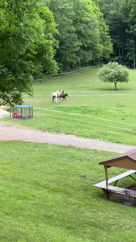 I love this duo #hobbyfarm #minidonkey #minidonkeysoftiktok #painthorsesoftiktok #painthorsetok #minifarm #horsesontiktok #morningboost 