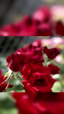 Những sự thật về hoa hồng mà bạn chưa biết !!!#hoahong #caycanhnghethuat #xuhuongtiktok 