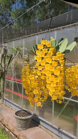 Olha essa maravilha ❤️🌺💛 #cuidadoscomorquideas #orqui #orquideas #orquideaslindas🍃🌸🍃🌸🍃 #plant #orquideasbrasil #orquideaslindas #cultivo #jardim 