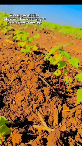 #ölüm #dert #arapçaatebe #keşfetedüşsünartık #düşmezsesilecemtiktok #çapa #pambuk 