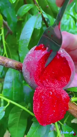 Beautiful fruits cutting video 😶😱😱 #trending #viral #stitch #reels #foryou #fruittok #fruitninja #fruit #nature #beautiful #enjoy #fyp #fruits 