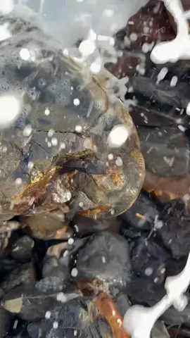 This fossil ammonite had just become exposed by the sea! ☀️🌊 It was a perfect example of a freshly cracked Jurassic specimen! 😍👌🏻 For ammonite rocks to crack open yourself at home (just like this one!), please visit our official online store yorkshirefossils.NET (link in bio) or message directly on Instagram @yorkshire.fossils 🦕 For more videos, check our YouTube / TikTok! 🏝 Thanks for supporting our page! 🐊 #natural #nature #fossil #fossils #ancient #animals #art #ammonite #ammonites #dinosaur #scientist  #minerals #paleontology #whitby #geologist #dorset #geology #charmouth #jurassic #yorkshire 