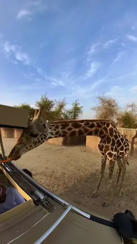 جولتنا في واحدة من أكبر السفاري من صنع الإنسان  حديقة الحيوانات بالعين 💜🦒 #مدينة_العين #حياكم_في_العين #سفاري_العين #alainzoo #explor #vrial #alain #vyp #foryou #safari 