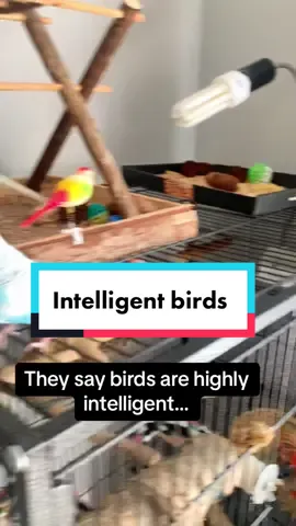 I love my silly birds 🥰 #bird #birb #birdtiktok #birdsoftiktok #mybirds #parakeet #parakeetsoftiktok #birbs #cute #parrot #viral #fpy #PetsOfTikTok #birdlady #kakariki #kakarikioftiktok #kakarikitiktok #parrottiktok #budgie #budgiesoftiktok #budgies #floofs #sillybirds 