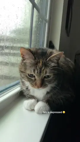 in her feels… ⛈️ #cats #sadcat #fyp