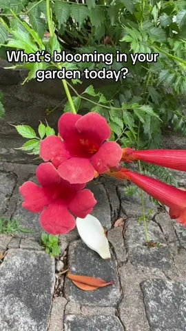 Its the best time of the year #Summer #flowers #blooming #garden #gardening #whatsyourfavorite 