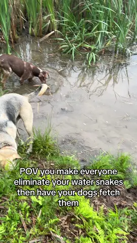 I will NOT be swimming with them this summer 👌🏻 #springfedpond #pennsylvania #catahoulaleoparddog #catahoulaleoparddogoftiktok #fetchdog #watersnakes #farmlife #catahoulasoftiktok #dogtok #dogsoftiktok 