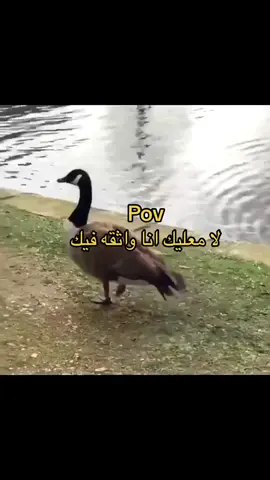 😂😂😂#foryou #fyp #الشعب_الصيني_ماله_حل😂😂 #الشعب_الصيني_ماله_حل😂😂 