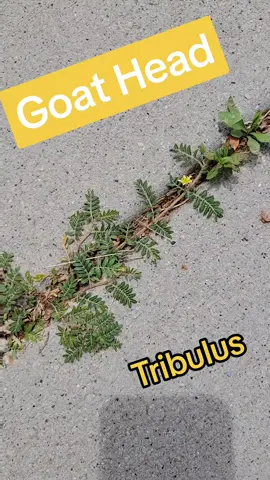 Goat head #rallyingthebrood #foraging #plantid #plantidentification #selfsufficient #simple #startslow #goathead #puncturevine #bindii #tribulus #prostatehealth #testosteronesupport 
