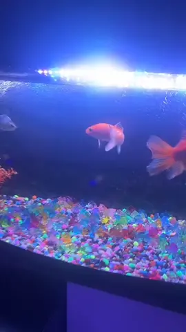 #explore #dz #viral #tiktoklong #fypシ #fyp #foryoupage #الشعب_الصيني_ماله_حل😂😂 #الجزائر🇩🇿 