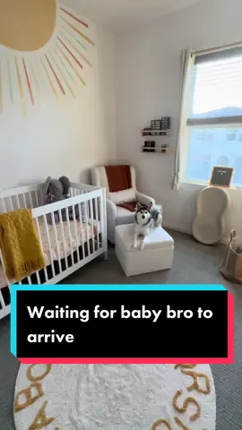 Sapphie impatiently waiting in her brother’s nursery for her baby brother to arrive 😂😂😂 #nothingtodo #dogs #funnydog #fyp 
