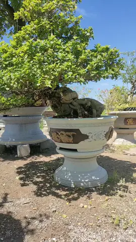 Mấy em nên chọn chồng mê cây nhé.#pháthoakiểngvlog #vuicungtiktok #pháthoagiấy 