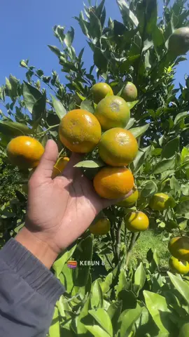 Jeruk siem madu sudah siap untuk dipetik , rasa manis dan kandungan air nya banyak sekali , jeruk panen nya musiman jadi yg mau petik jeruk silahkan langsung berkunjung sebelum kehabisan 🍊🍊 #petikjeruk #jeruksiem #siemmadu #malang #batu #explorebatu #exploremalang #fyp 