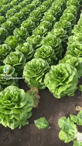 #######شوكان حلو الجو فيكي ياضيعتنا ##😔💔🥀 #🥀🥀🥀🥀🥀🌹💔🌺❣️💫💫💫 #اكسبلورexplore ##