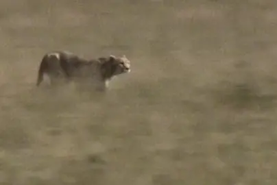 #خالد_البريك #اكسبلور #fyp                    مثل الفهود ارزاقنا نهب وصيياح .