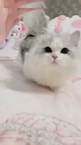 a bunch of sweetness coming to you..#fyp #cat 