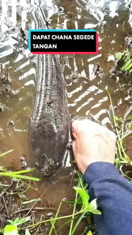 Membalas @metzzz25 Mancing dan tajur ikan dapat chana segede tangan mantap banget #tajurikan #mancingmaniamantap #jamtanganmurah #jamtanganpria #rekomendasijamtangan #abellinwatch #jamtangankeren #jamtangantahanair #jamtanganviral #jamtangan 