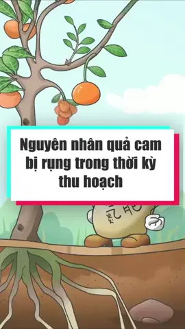Bón quá nhiều phân trong thời kì thu hoạch cam quýt sẽ làm rụng quả