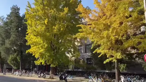 Đưa các bác đi xem cảnh mùa thu của Đại học Bắc Kinh nè ~  #duhoctrungquoc #trungquoc #hocphiduhoctrungquoc #backinh #bacdai #daihocbackinh #autumn #hocbongtrungquoc #fyp #trending 