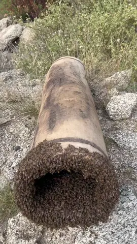 #ترعة_ثقيف #ثقيف_ترعه #نحل #ربوع_العين #تهامة_ثقيف 