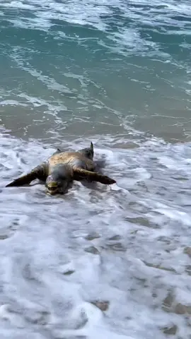 dead turtle washed ashore 😔#Northcoast #egypt #northcoastegypt #🇪🇬 #alexandriaegypt 