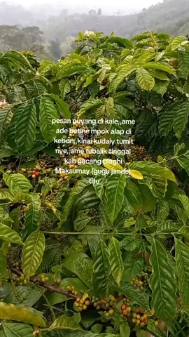 maksumay tu antu betine..ame di badah ku, bda nye di kebon (mitos)😁 #anakpetani #petanikopilampungbarat #petanikopiindonesia 