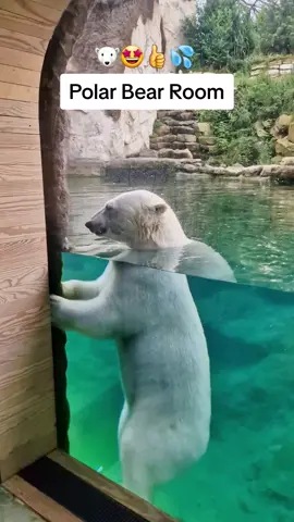 The Polar Bear is my favorite 🤩 #pairidaiza #zoohotel #polarbear 