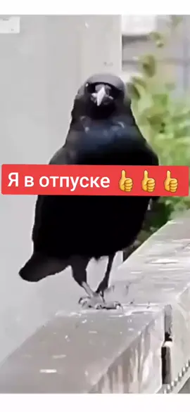 отпуск #животные #мирживотных #животныеприколы #fypシ #fyp #fun #anime #животныеприколы #funny #funnyvideos #птицы #ворона 