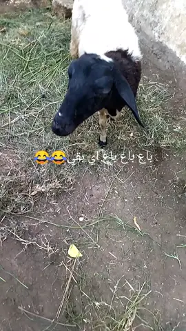 باع باع باع اي بقي 😂
