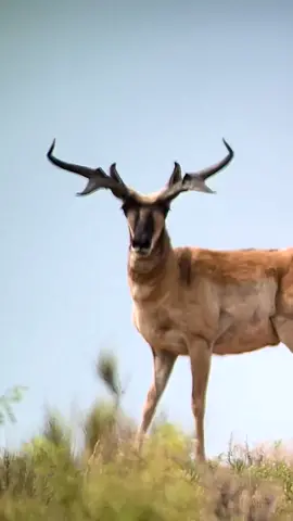 Tag your buddy that wouldnt hesitate !!  #antelope #giant #pronghorn #speedgoat #phoneskope #GOAT 