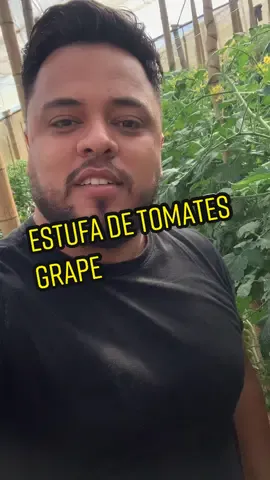 Estive na Hortitec, grande experiência! Hoje estamos de volta para a estifa de tomates grape! #Hortitec #TecnologiaAgrícola #Sustentabilidade #tomategrape #tomate #tomateiro #VidaNoCampo 