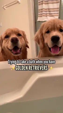 Never a dull moment 😂 #dogsoftiktok #goldenretrievers 