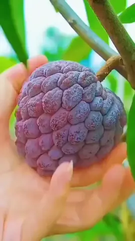 beautiful fruits cutting video 😱😱😱😱#fruits #fyp #beautiful #enjoy #nature #fruit #fruitninja #fruittok #foryou #reels #stitch #viral #trending 