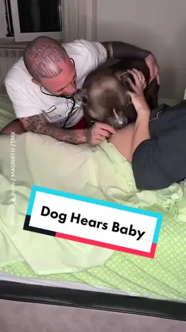 Watch this sweet pup's adorable reaction to hearing his human baby sister for the first time in mom's belly. 🥺 #pregnant #dogsoftiktok #babysister #pitbull #goodnews 
