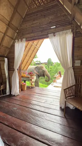 breakfast with Lasoo 🐘 the elephants walk down to the river 3x a day to bathe and cool off, but they love to stop by to say hi and get some treats on the way 🤍 after doing a lot of research I found this place in Thailand that is extremely ethical and treats the elephants so well. You should do your own research before choosing a place to see the elephants but @Chai Lai Orchid is one of the good ones 🫶🏼🙏🏽 #fyp #thailand #chiangmai #elephant #elephants #thailandtiktok #thailand🇹🇭 