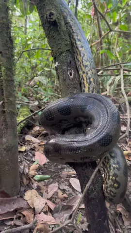 The Queen of the Amazon!🐍 Green anaconda (Eunectes murinus) #snake #anaconda #animals #fyp #rainforest #nature #suriname 