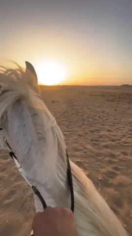 اطلق طلعه🤩🔥🔥#الخيل_من_خيالها #خيل_عربي_اصيل #خيل_وخياله🐎 #حصاني_كان_دلال_المنايا #حرارة_الخيل_العربي #حصان_عربي_أصيل #الخيل_دواء_لكل_حزين_ومجروح #حصاني 