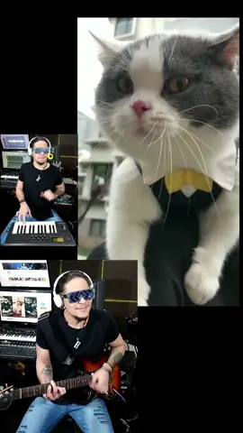 Another cat song! Big Billy 🎹🎸❤️😸😸Mais um remix com gatos fofos! #bigbilly  #cat #catsoftiktok #cats #catslovers #catsong #catsongs #gatostiktok #gatosgraciosos #cute #remix #atilakw #catsvideo #funny 