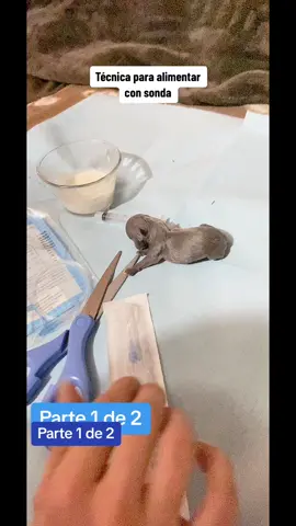 Técnica para alimentar cachorros con sonda gástrica.  PARTE 1 de 2.  Las sondas se consiguen en farmacias grandes (de humanos) o en hospitales, pídelas como “Sonda de alimentación nasogástrica para prematuros” Fe de erratas: el estómago está dejajo de la última costilla izquierda y yo dije derecha. #chihuahuastiktok  #chihuahuasdelcaribe  #microcachorro  #microchihuahua  #cachorrohuerfano #tcup  #tcuppuppy  #teacup  #teacupchihuahua  #reciennacido  #minicachorro 