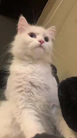 #julietpaws #kitten #catsoftiktok #kitty #persiancat #turkishangora #whitecat #whitekitten #cat 