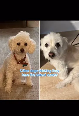 They really do have the cutest names… if i do say so myself 😊😍 #smallwhitedog #whitefluffydog #poochon #pomapoo #notliketherest #dogsoftikok 