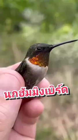 ฮัมมิงเบิร์ด (Hummingbird)  เป็นนกซึ่งมีถิ่นที่อยู่ในทวีปอเมริกา  ประกอบเป็นวงศ์ Trochilidae จัดเป็นนกที่มีขนาดเล็กที่สุดวงศ์หนึ่ง โดยชนิดส่วนใหญ่มีความยาวได้ 7.5–13 เซนติเมตร ฮัมมิงเบิร์ดผึ้งเป็นนกชนิดเล็กที่สุดเท่าที่มีอยู่ มีขนาด 5 เซนติเมตร และน้ำหนักน้อยกว่า 2.0 กรัม #นกฮัมมิงเบิร์ด #hummingbird 🐦🐦🐦