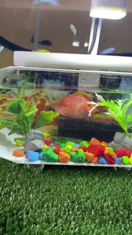 Aquarium akrilik mini fullset #aquariumhobby #sabtuceria #fyp 