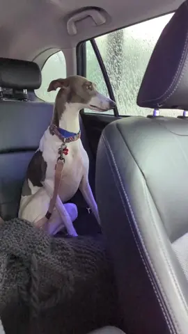 The shakes 🤣👀 #emotionaldamage #whippets #sighthound #dogs #scared #carwash #cars #emotional #puppy #fy 